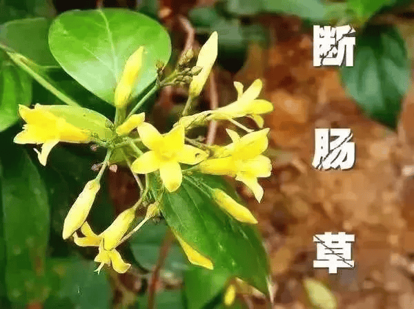 一锅汤放倒佛山一家6口 警惕：此物剧毒！